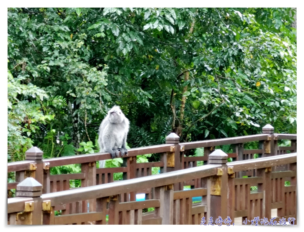 離台灣最近的雨林｜東馬古晉峇哥國家公園，走一趟雨林、看一片原始、靜一下心～