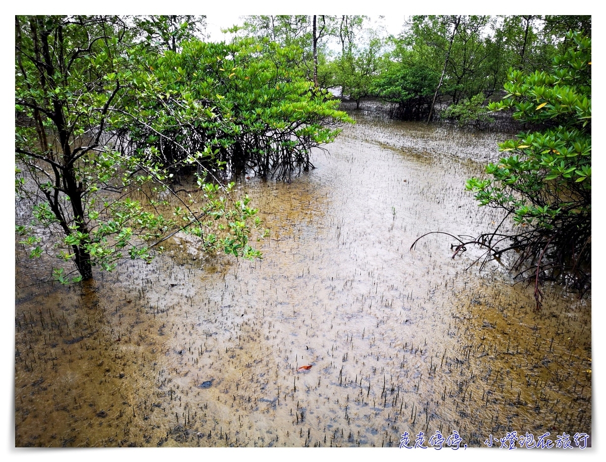 離台灣最近的雨林｜東馬古晉峇哥國家公園，走一趟雨林、看一片原始、靜一下心～