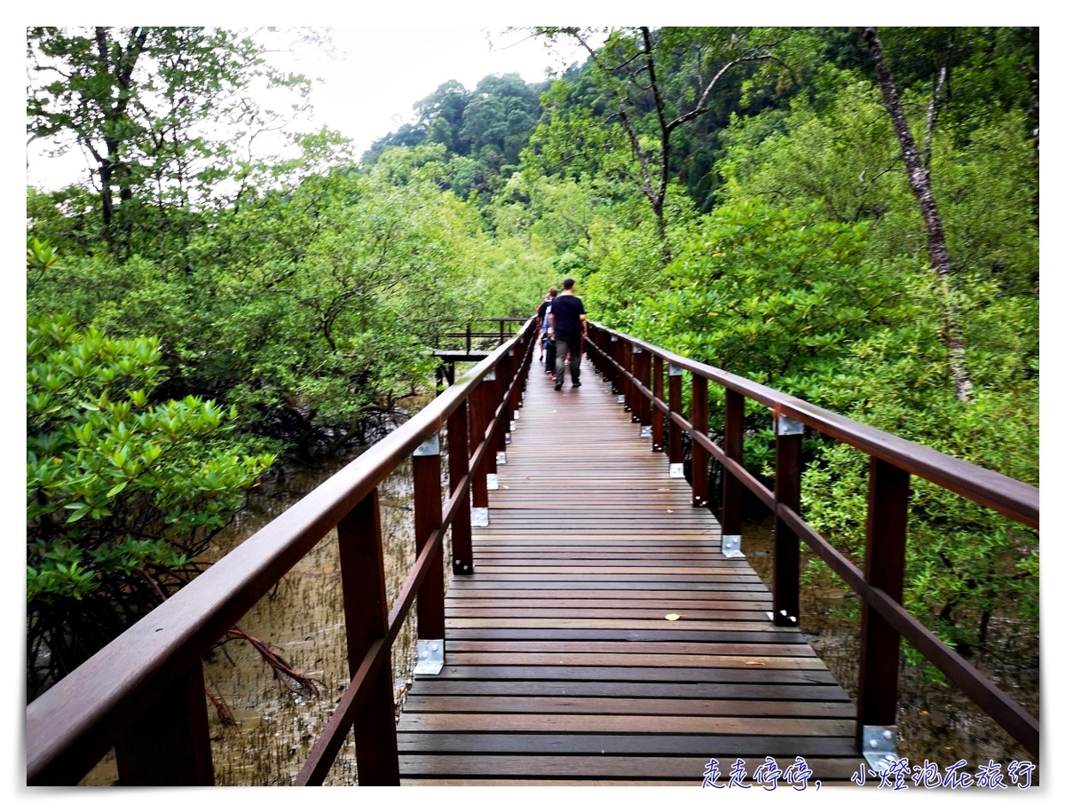 離台灣最近的雨林｜東馬古晉峇哥國家公園，走一趟雨林、看一片原始、靜一下心～