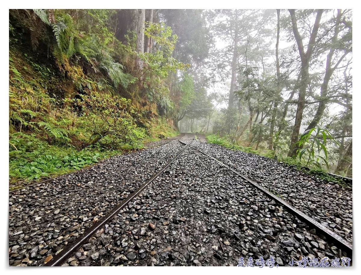 世界最美28條小路之一｜宜蘭太平山。見晴懷古步道，see the clear，讓心放空、讓身子舒坦的絕美火紅步道～