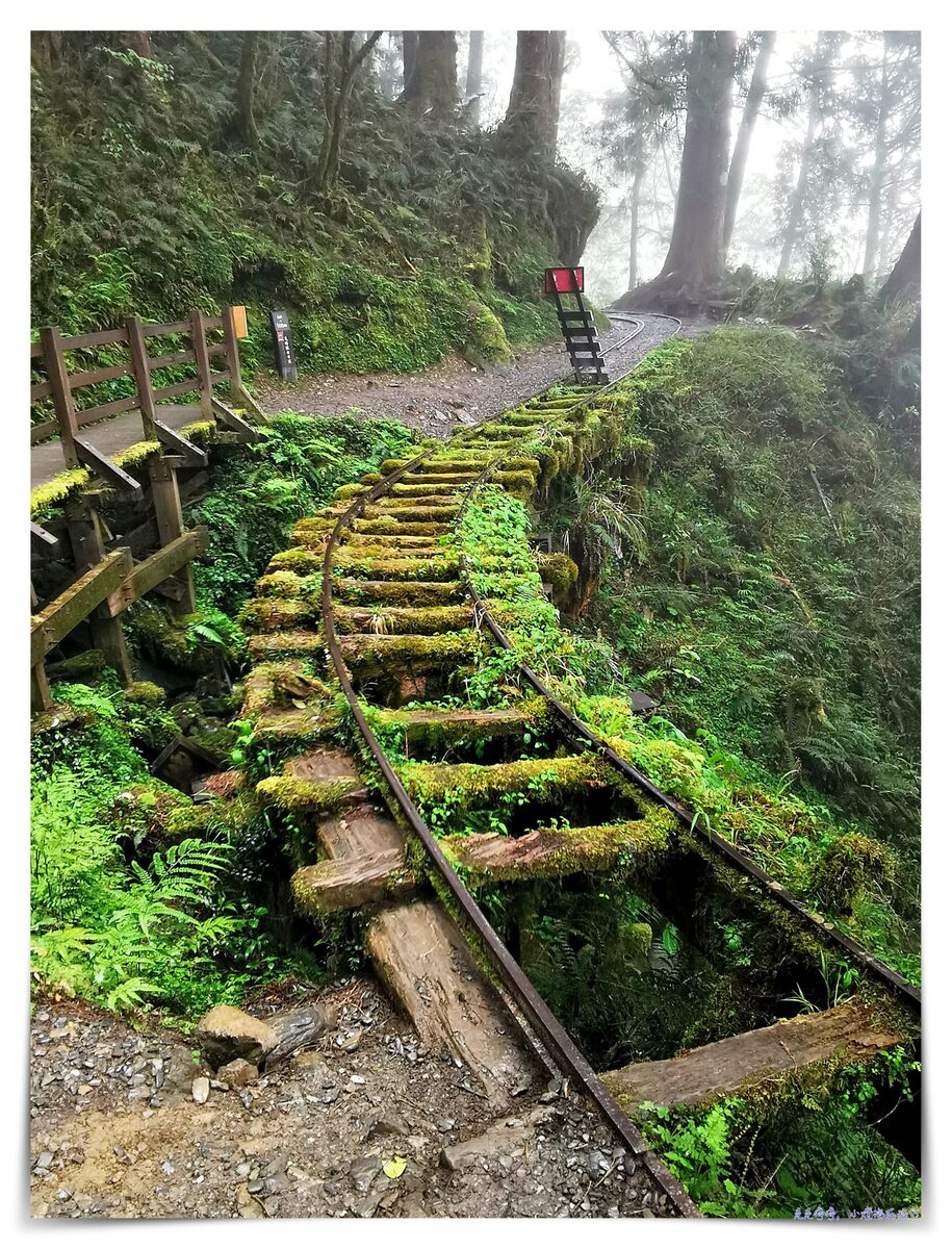 世界最美28條小路之一｜宜蘭太平山。見晴懷古步道，see the clear，讓心放空、讓身子舒坦的絕美火紅步道～