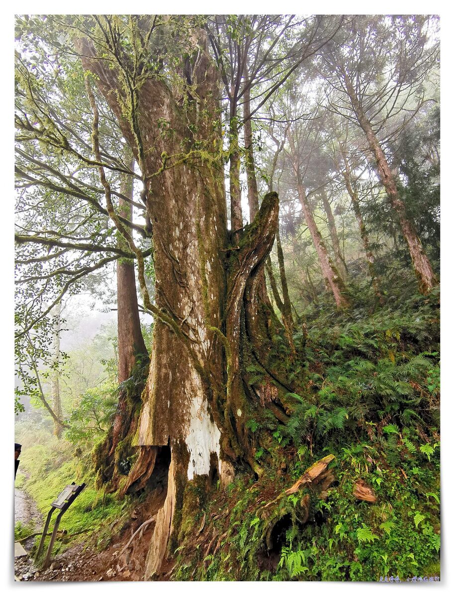 世界最美28條小路之一｜宜蘭太平山。見晴懷古步道，see the clear，讓心放空、讓身子舒坦的絕美火紅步道～