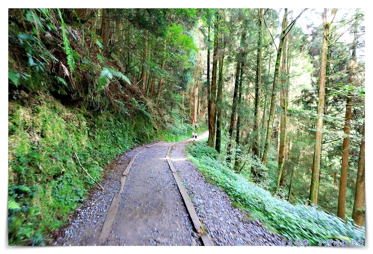 特富野古道攻略｜這才是網美步道、最美森林鐵道。古道、鐵道、森林、橋樑四大特色，平緩好走、美麗好拍～連老人、小孩、小寵物都可以走上一趟～