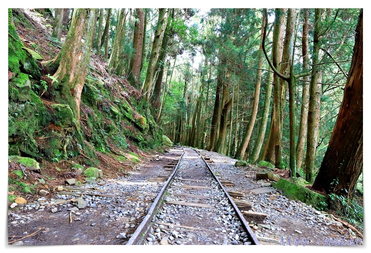 特富野古道攻略｜這才是網美步道、最美森林鐵道。古道、鐵道、森林、橋樑四大特色，平緩好走、美麗好拍～連老人、小孩、小寵物都可以走上一趟～