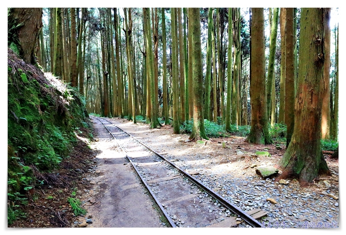 特富野古道攻略｜這才是網美步道、最美森林鐵道。古道、鐵道、森林、橋樑四大特色，平緩好走、美麗好拍～連老人、小孩、小寵物都可以走上一趟～