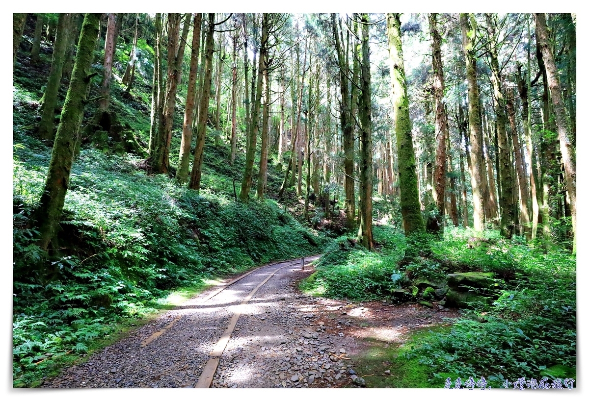 特富野古道攻略｜這才是網美步道、最美森林鐵道。古道、鐵道、森林、橋樑四大特色，平緩好走、美麗好拍～連老人、小孩、小寵物都可以走上一趟～