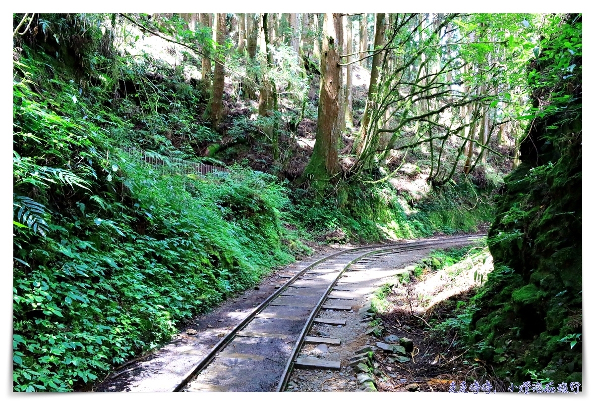 特富野古道攻略｜這才是網美步道、最美森林鐵道。古道、鐵道、森林、橋樑四大特色，平緩好走、美麗好拍～連老人、小孩、小寵物都可以走上一趟～