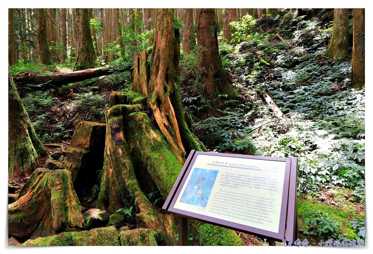 特富野古道攻略｜這才是網美步道、最美森林鐵道。古道、鐵道、森林、橋樑四大特色，平緩好走、美麗好拍～連老人、小孩、小寵物都可以走上一趟～