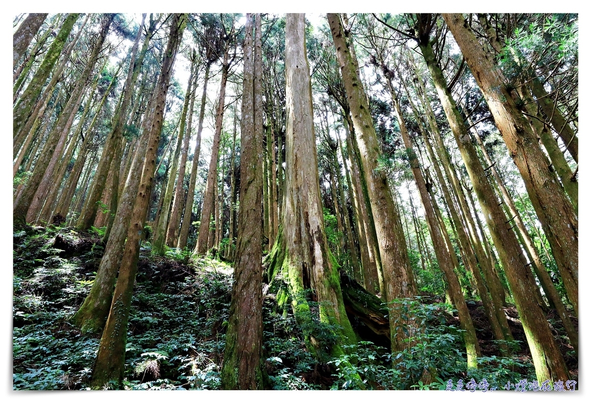 特富野古道攻略｜這才是網美步道、最美森林鐵道。古道、鐵道、森林、橋樑四大特色，平緩好走、美麗好拍～連老人、小孩、小寵物都可以走上一趟～