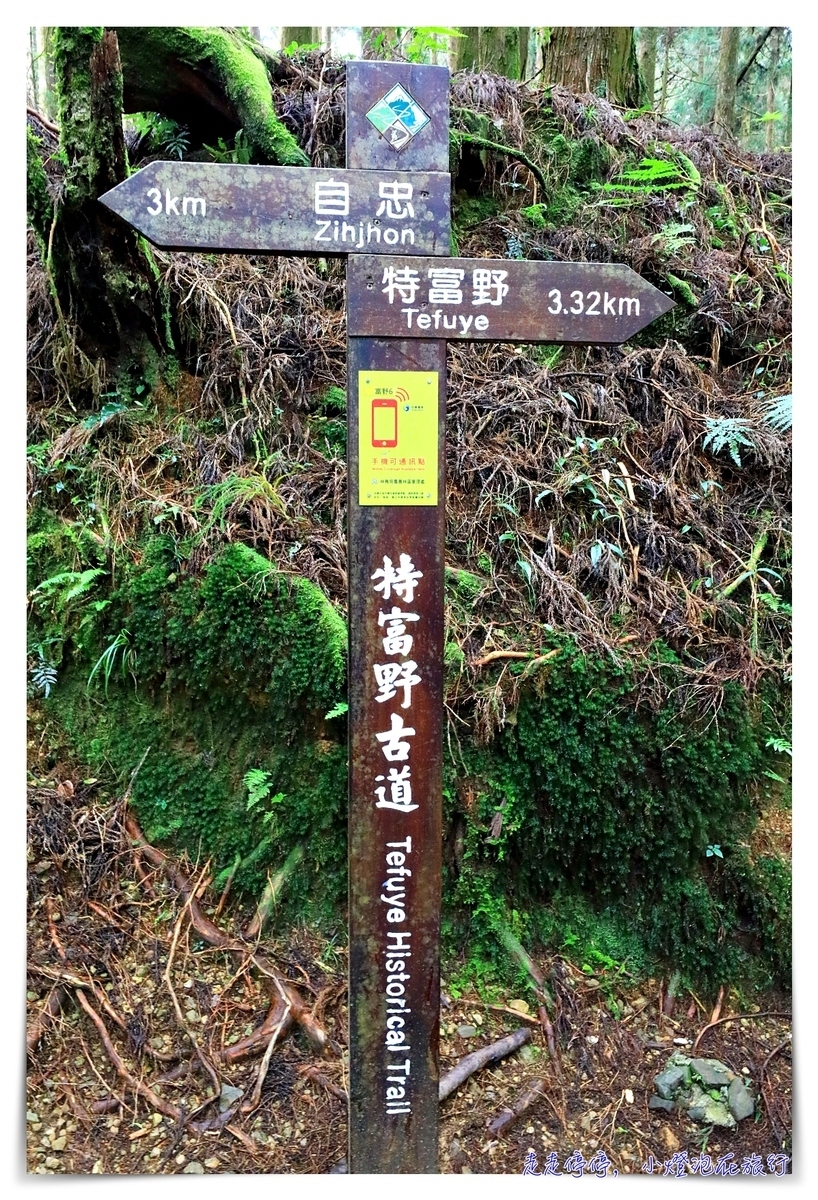 特富野古道攻略｜這才是網美步道、最美森林鐵道。古道、鐵道、森林、橋樑四大特色，平緩好走、美麗好拍～連老人、小孩、小寵物都可以走上一趟～