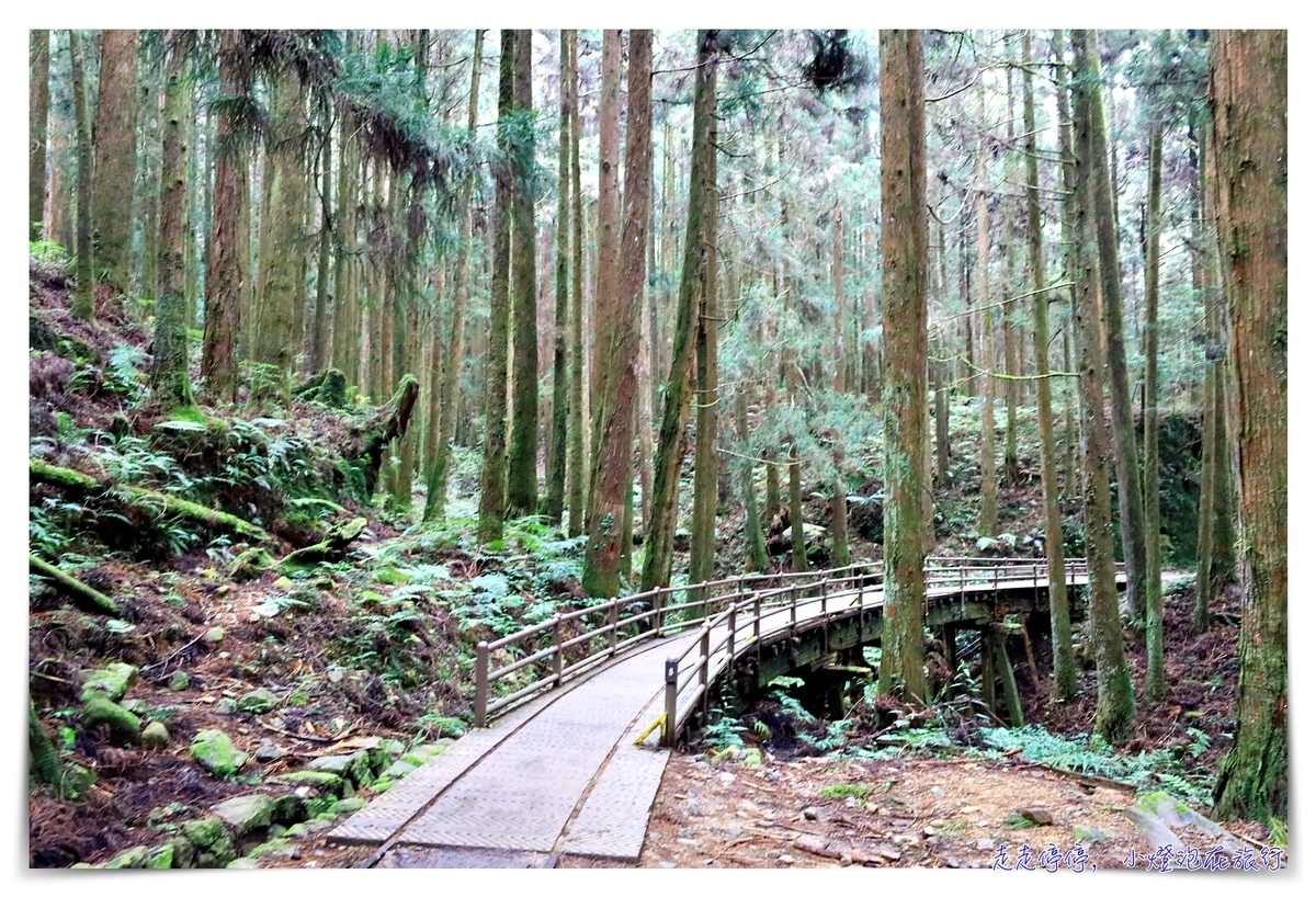 特富野古道攻略｜這才是網美步道、最美森林鐵道。古道、鐵道、森林、橋樑四大特色，平緩好走、美麗好拍～連老人、小孩、小寵物都可以走上一趟～