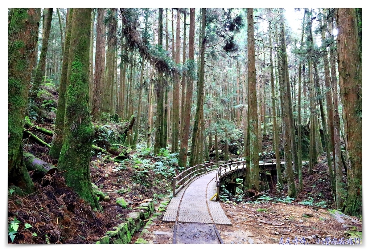 特富野古道攻略｜這才是網美步道、最美森林鐵道。古道、鐵道、森林、橋樑四大特色，平緩好走、美麗好拍～連老人、小孩、小寵物都可以走上一趟～