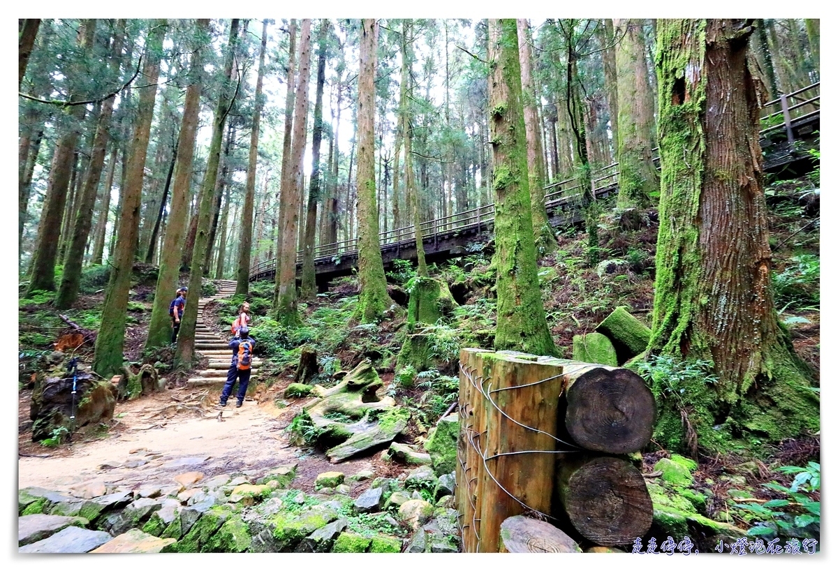 特富野古道攻略｜這才是網美步道、最美森林鐵道。古道、鐵道、森林、橋樑四大特色，平緩好走、美麗好拍～連老人、小孩、小寵物都可以走上一趟～