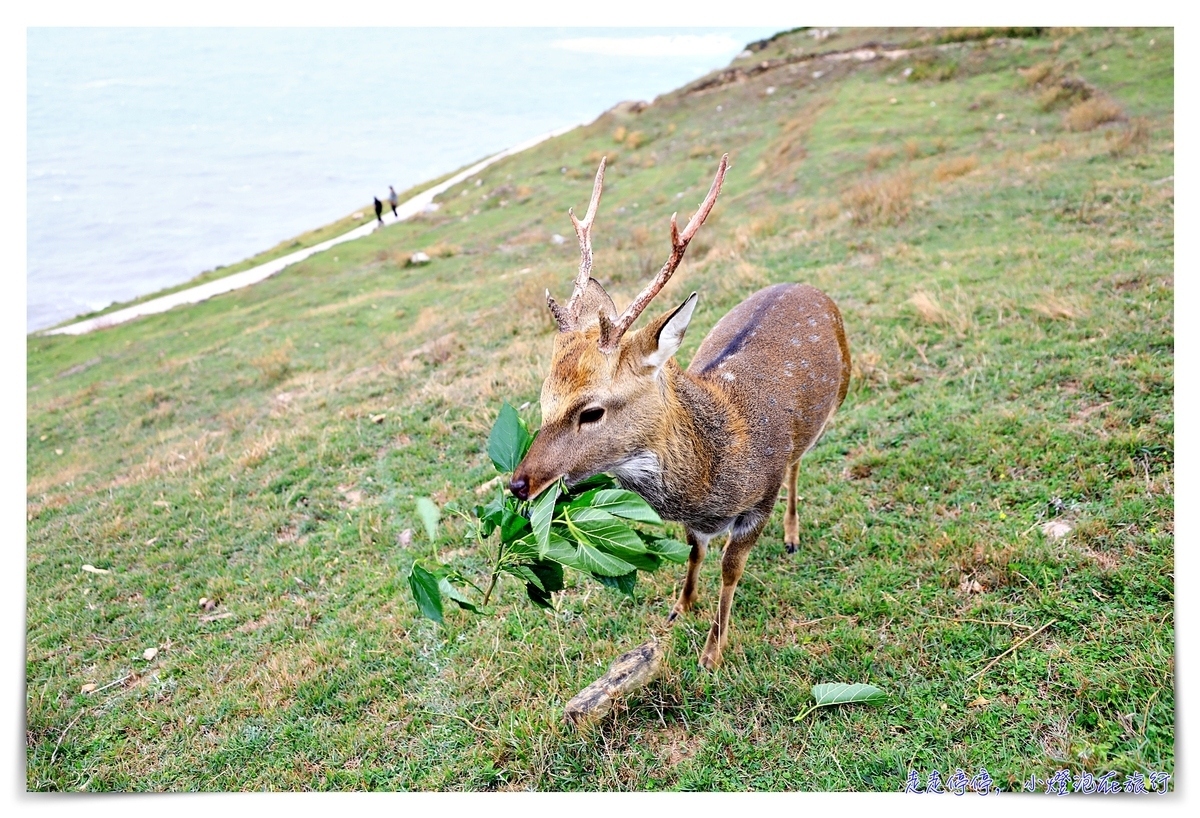 馬祖北竿大坵島梅花鹿｜交通、鹿況、以及行程安排、美食及相關注意事項