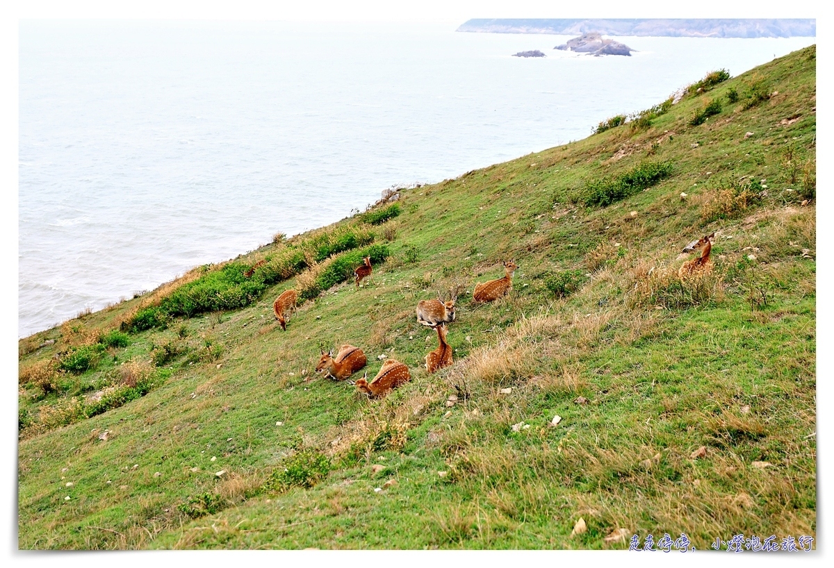 馬祖北竿大坵島梅花鹿｜交通、鹿況、以及行程安排、美食及相關注意事項