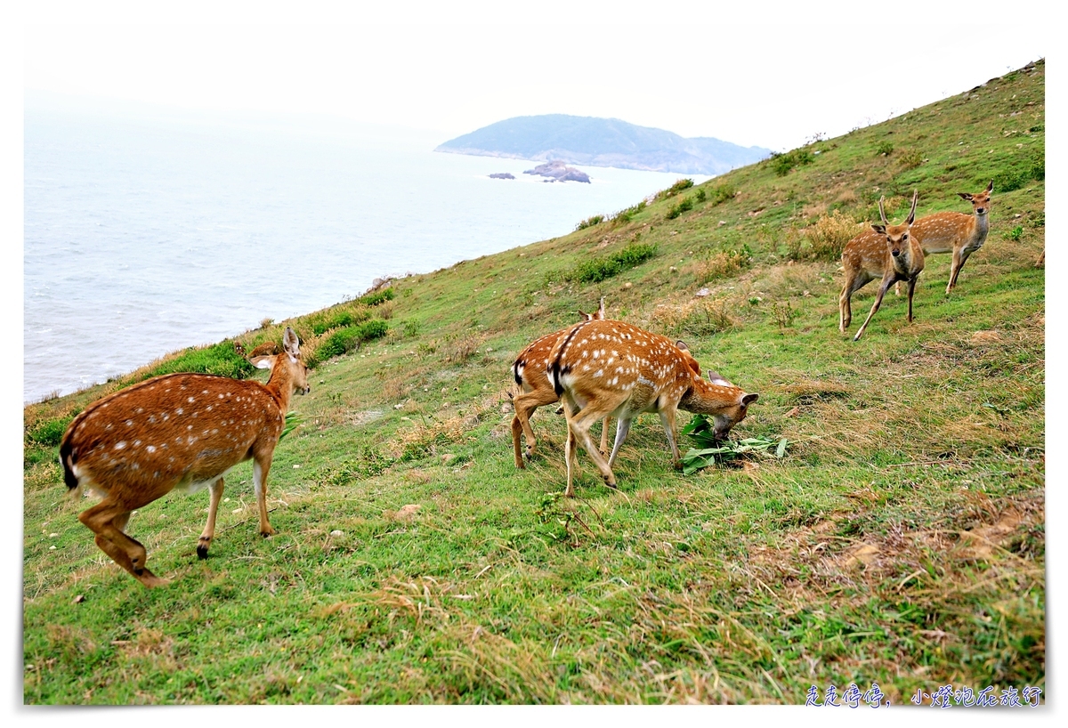 馬祖北竿大坵島梅花鹿｜交通、鹿況、以及行程安排、美食及相關注意事項