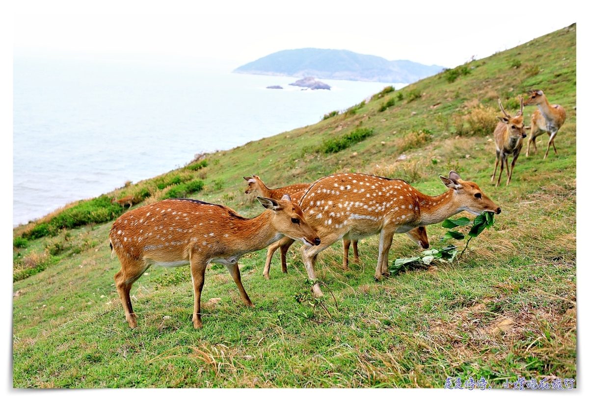 馬祖北竿大坵島梅花鹿｜交通、鹿況、以及行程安排、美食及相關注意事項