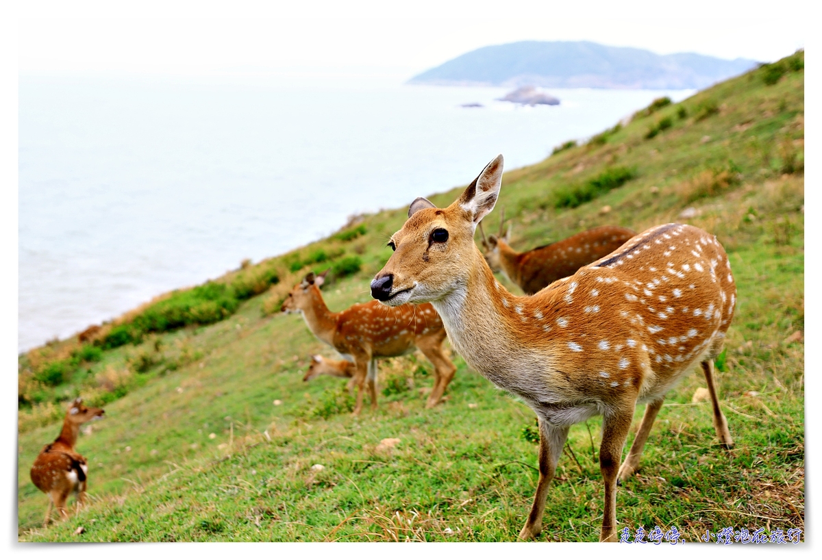 馬祖北竿大坵島梅花鹿｜交通、鹿況、以及行程安排、美食及相關注意事項