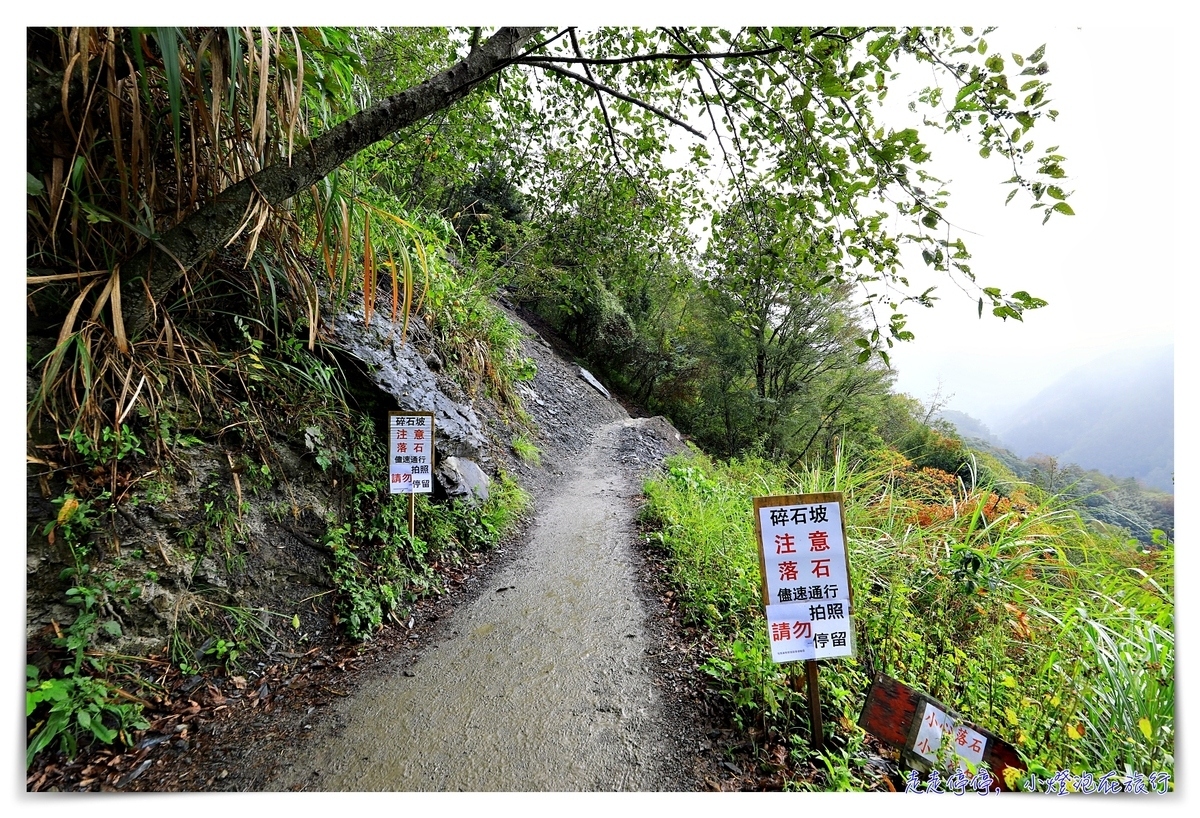 司馬庫斯行程攻略，賞櫻、住宿選擇、交通、景點、注意事項、美食、巨木群步道