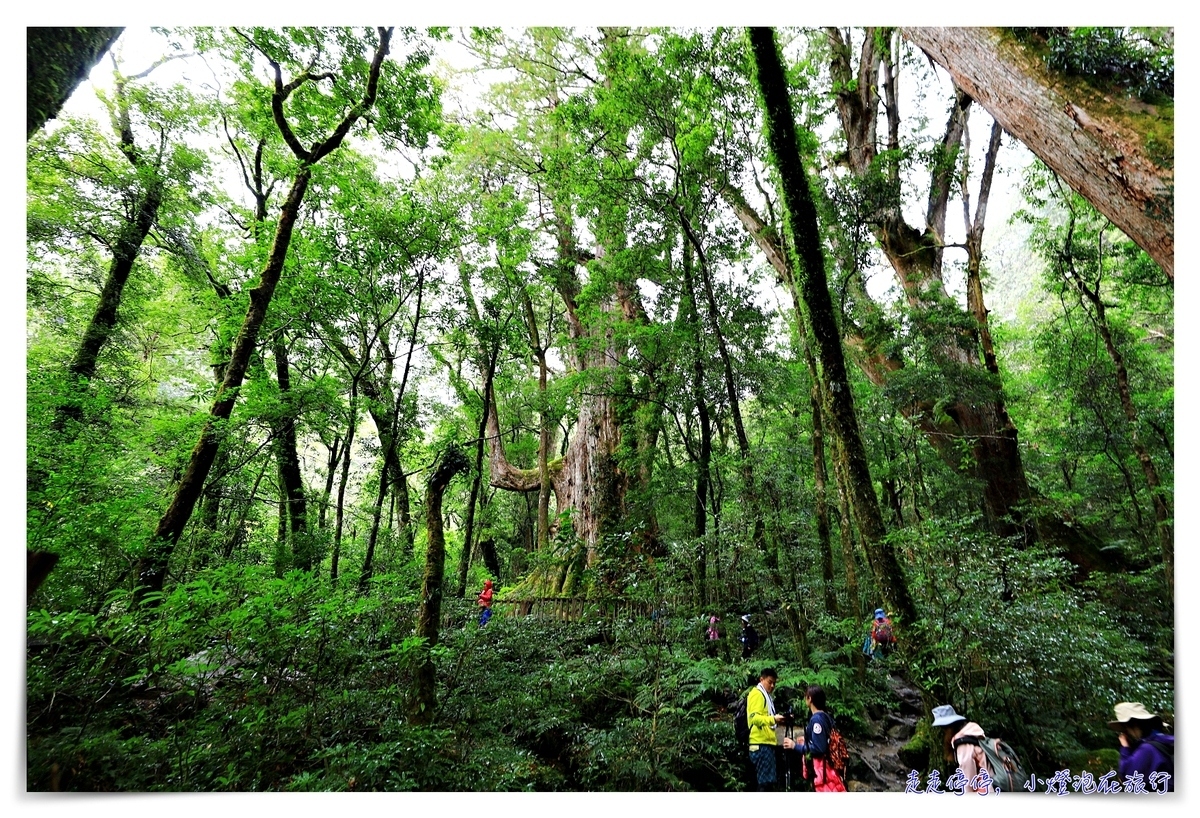 司馬庫斯行程攻略，賞櫻、住宿選擇、交通、景點、注意事項、美食、巨木群步道