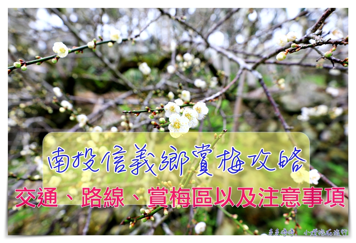 延伸閱讀：南投信義賞梅｜賞梅攻略交通、行程、2021.1月梅況、以及特別注意事項