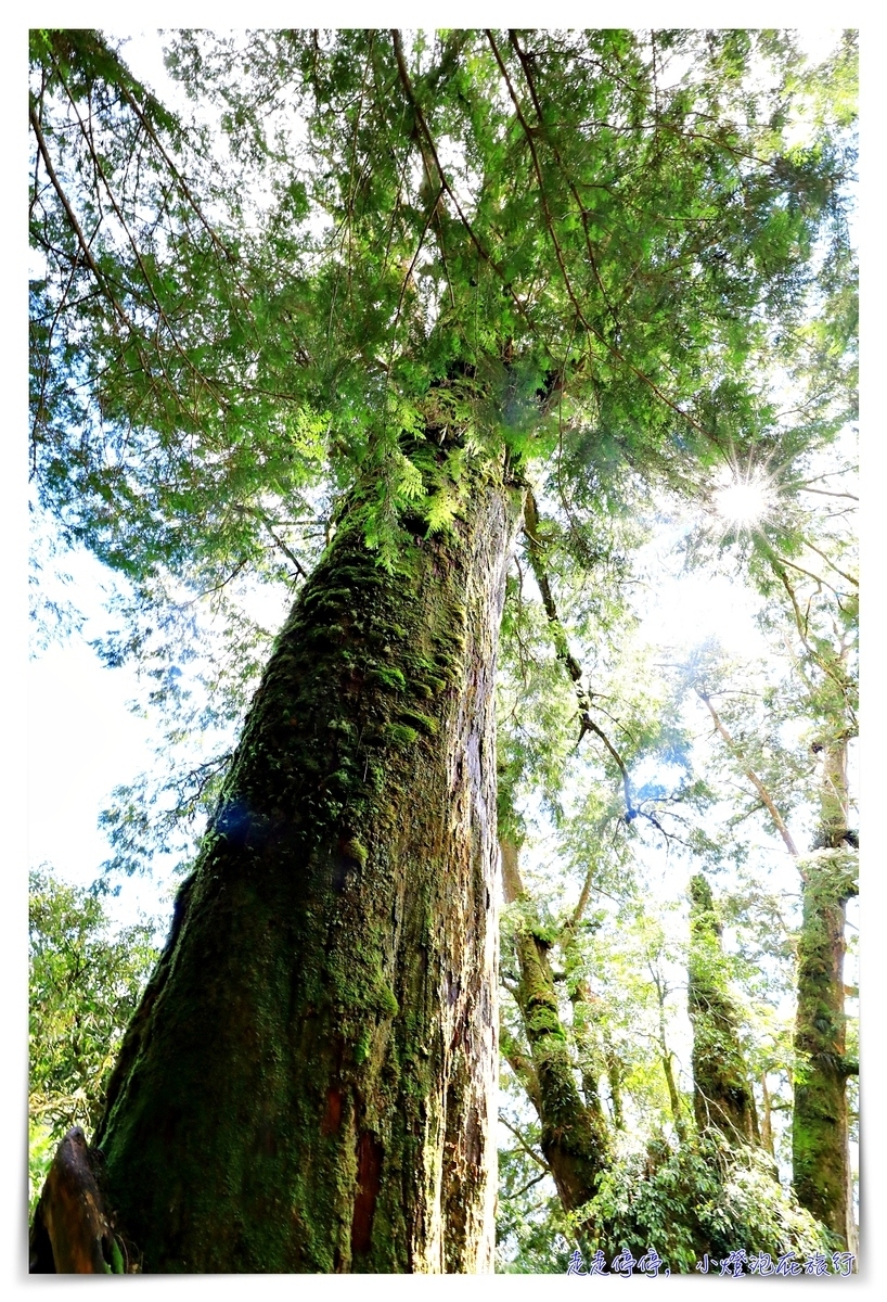 亞洲最大神木園區｜棲蘭森林遊樂區神木園區，看見台灣不一樣的價值瑰麗寶藏，中國古人命名的巨大神木，準世遺名單