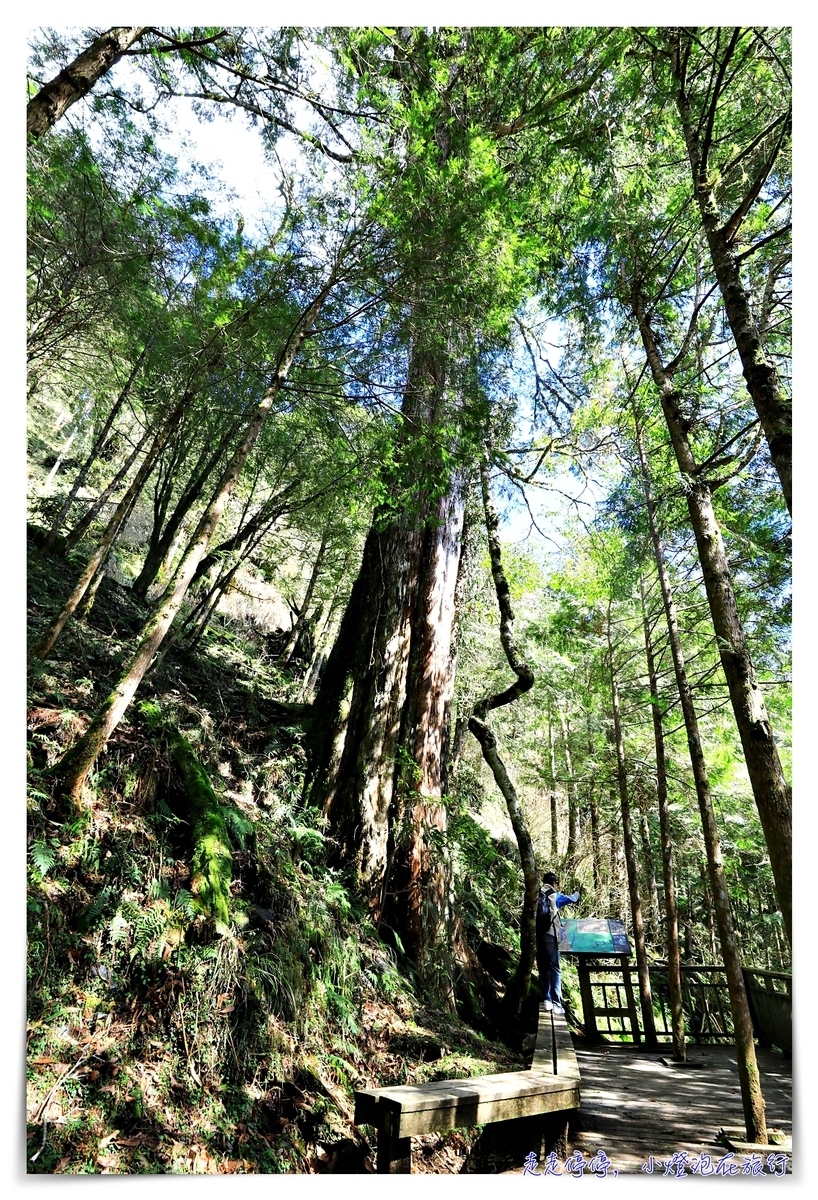 亞洲最大神木園區｜棲蘭森林遊樂區神木園區，看見台灣不一樣的價值瑰麗寶藏，中國古人命名的巨大神木，準世遺名單