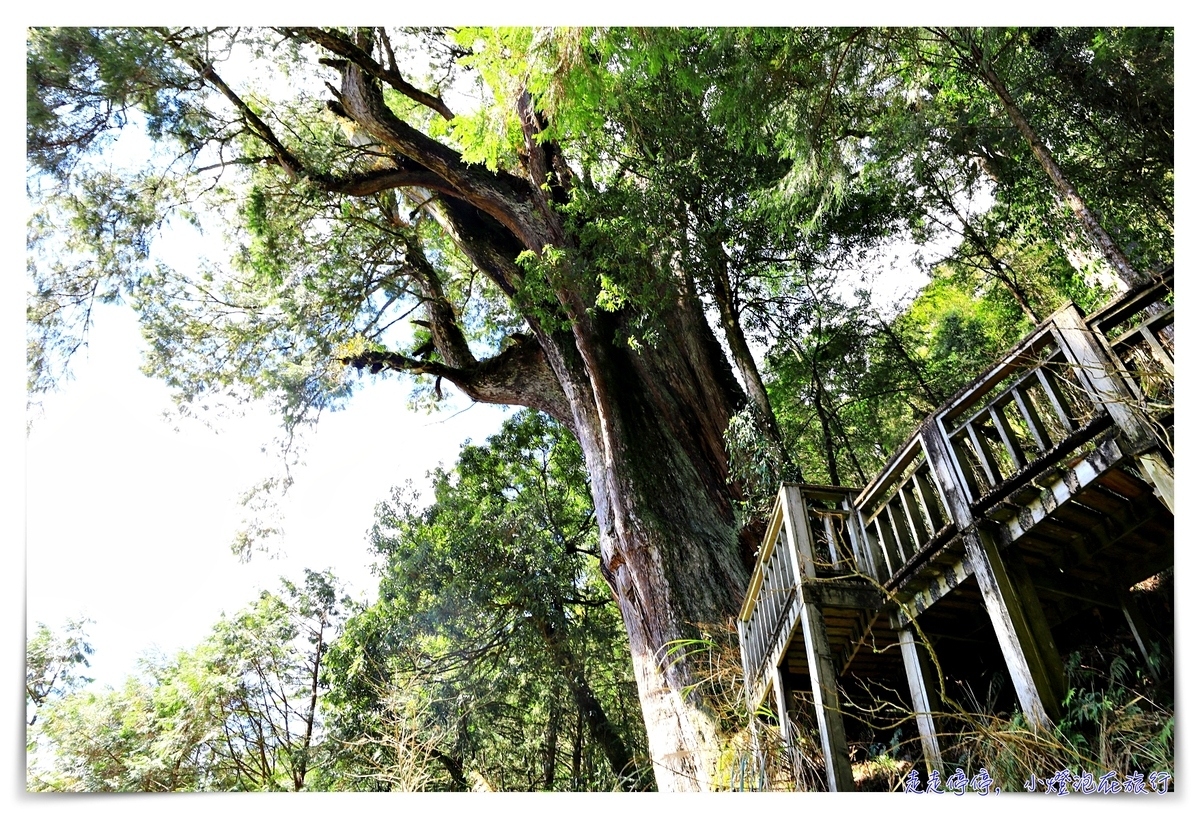 亞洲最大神木園區｜棲蘭森林遊樂區神木園區，看見台灣不一樣的價值瑰麗寶藏，中國古人命名的巨大神木，準世遺名單