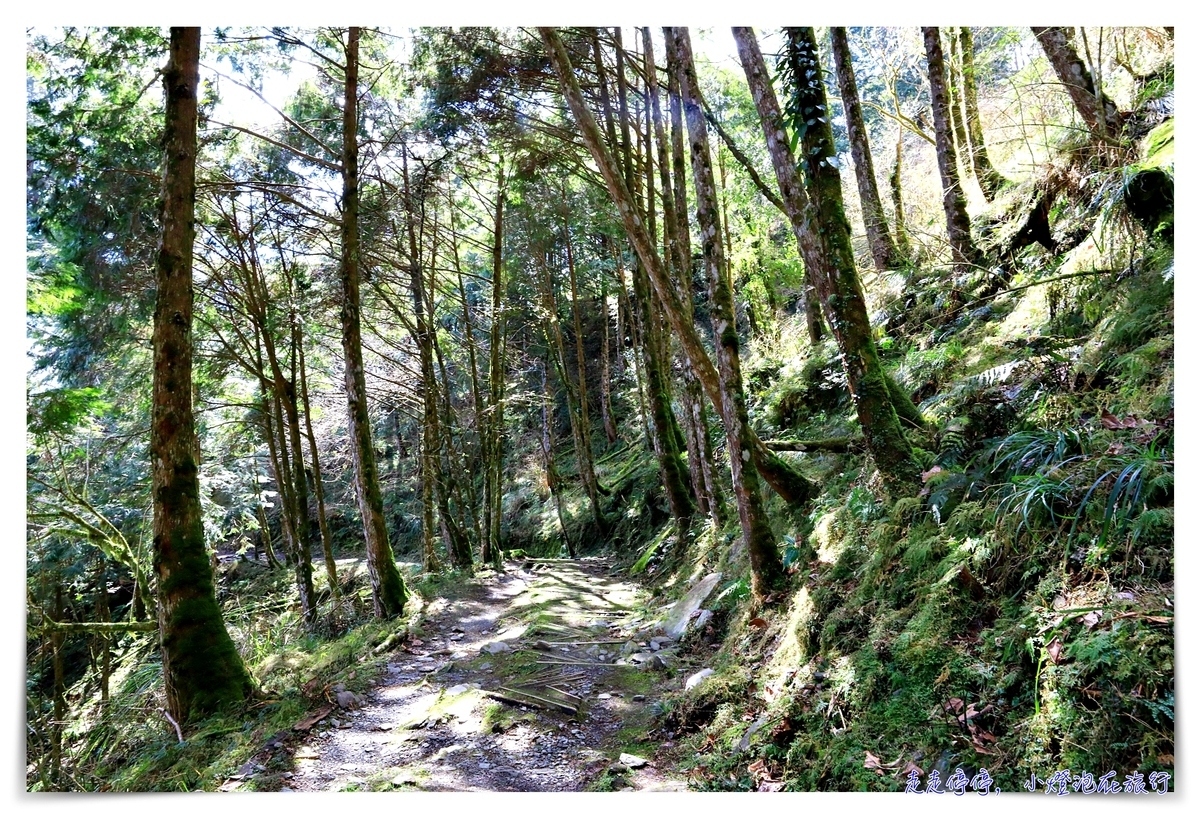 亞洲最大神木園區｜棲蘭森林遊樂區神木園區，看見台灣不一樣的價值瑰麗寶藏，中國古人命名的巨大神木，準世遺名單