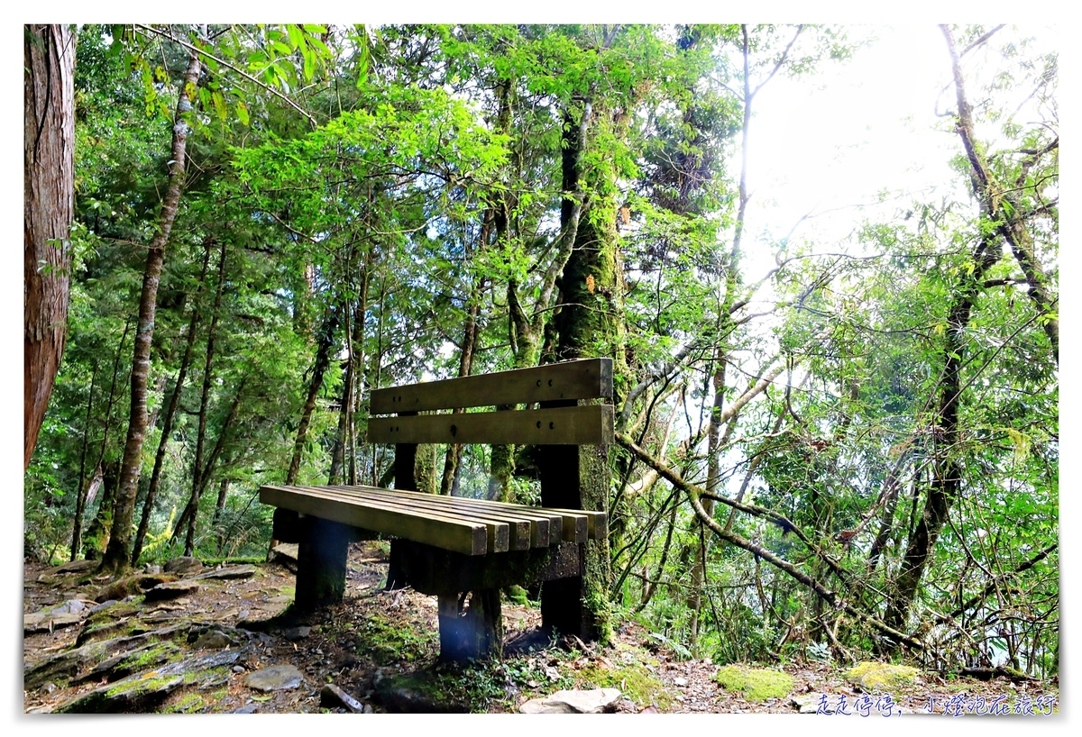 亞洲最大神木園區｜棲蘭森林遊樂區神木園區，看見台灣不一樣的價值瑰麗寶藏，中國古人命名的巨大神木，準世遺名單