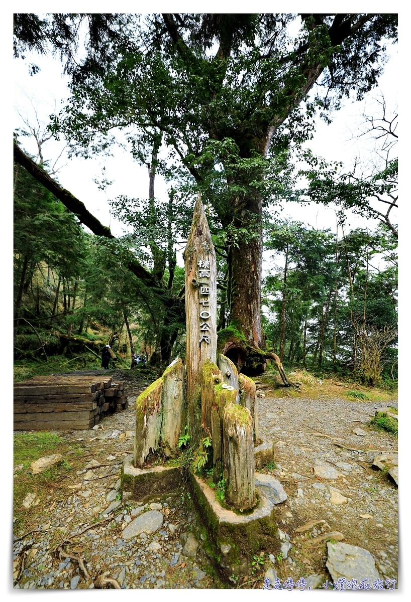 亞洲最大神木園區｜棲蘭森林遊樂區神木園區，看見台灣不一樣的價值瑰麗寶藏，中國古人命名的巨大神木，準世遺名單