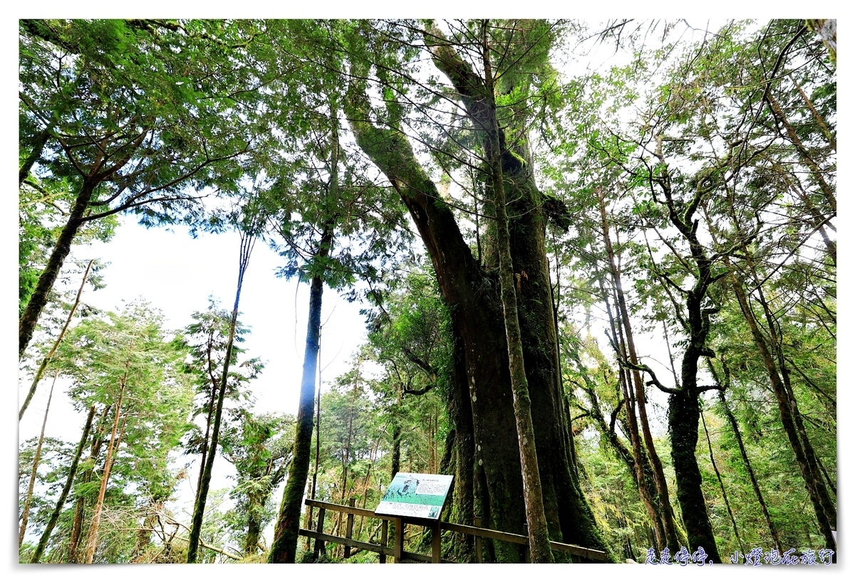 亞洲最大神木園區｜棲蘭森林遊樂區神木園區，看見台灣不一樣的價值瑰麗寶藏，中國古人命名的巨大神木，準世遺名單