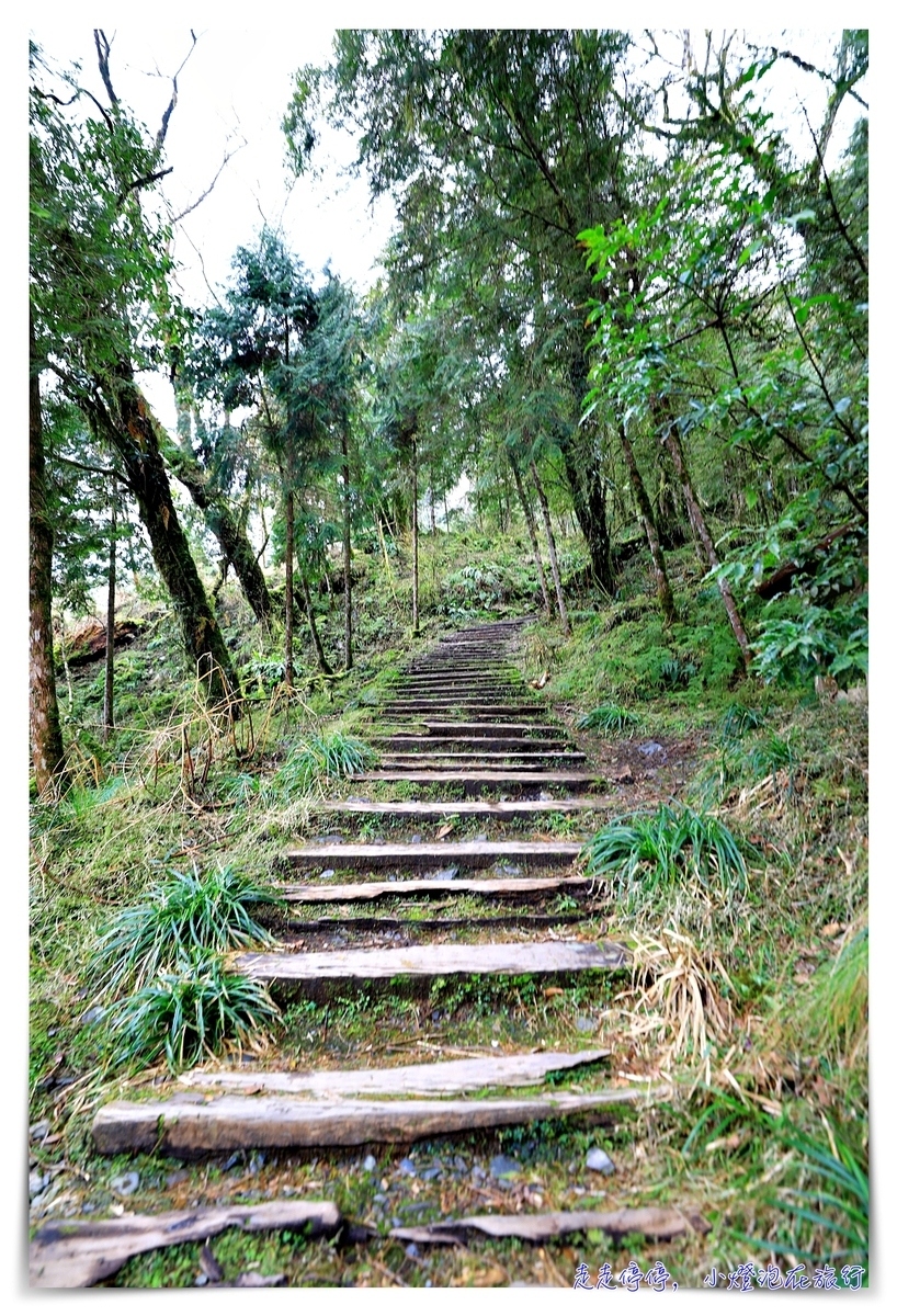 亞洲最大神木園區｜棲蘭森林遊樂區神木園區，看見台灣不一樣的價值瑰麗寶藏，中國古人命名的巨大神木，準世遺名單