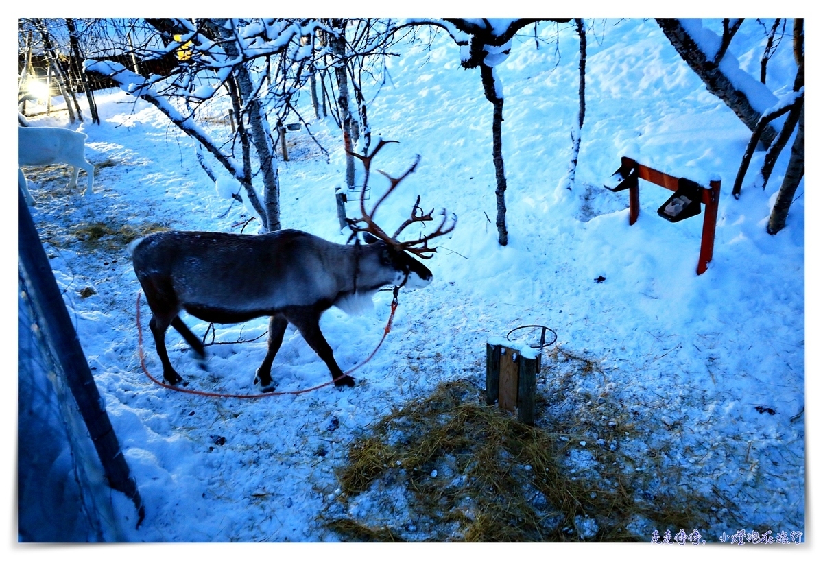 挪威帝王蟹吃到飽行程｜Snowhotel Kirkenes King Crab Safari Winter，來一場雪上，來一場雪上抓蟹、大口吃蟹～