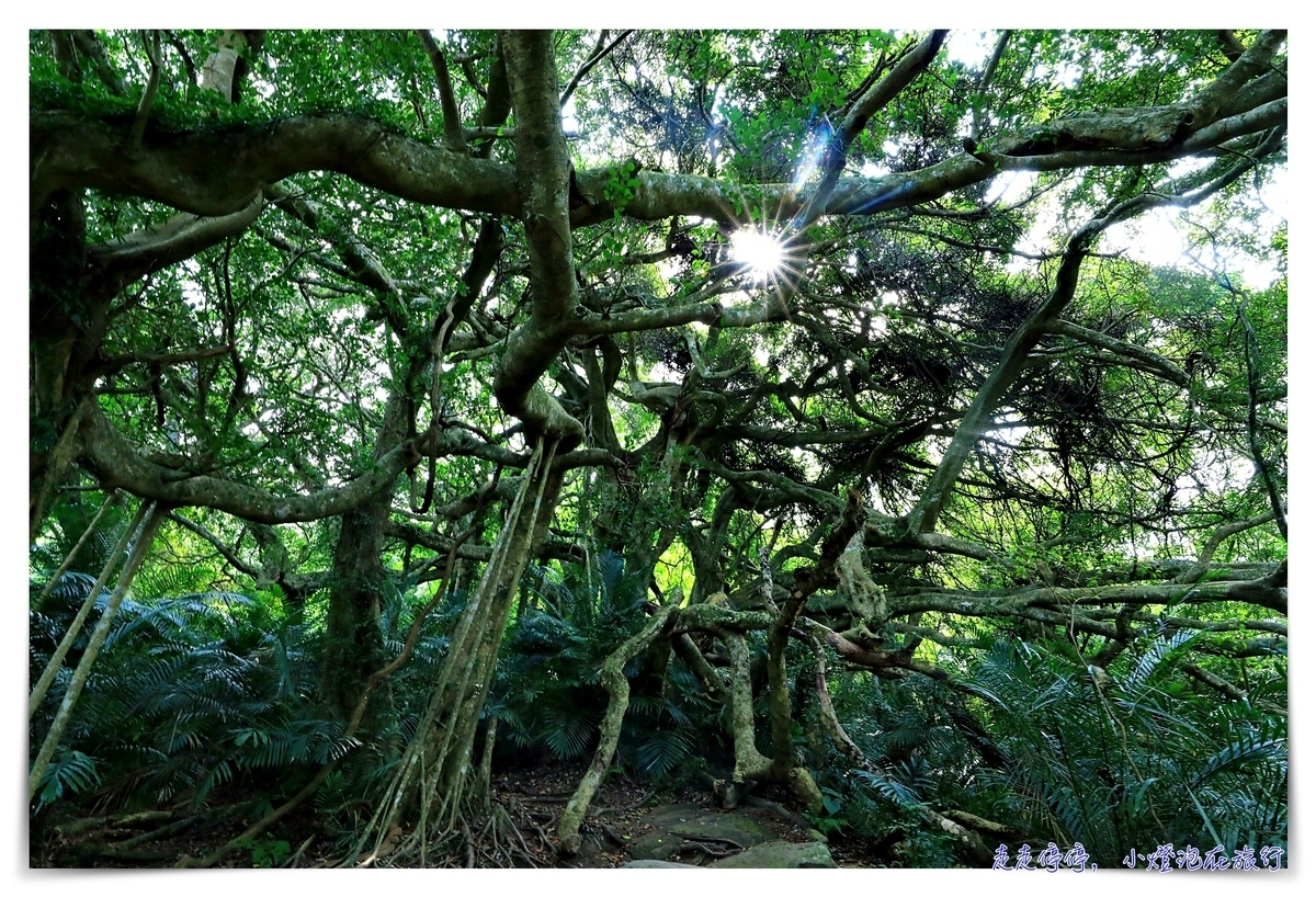 鸞山森林文化博物館，深入布農族鸞山部落｜探訪阿凡達的原鄉、會走路的樹、預約方式、交通、費用、行前須知、一場讓人感動的守護使命