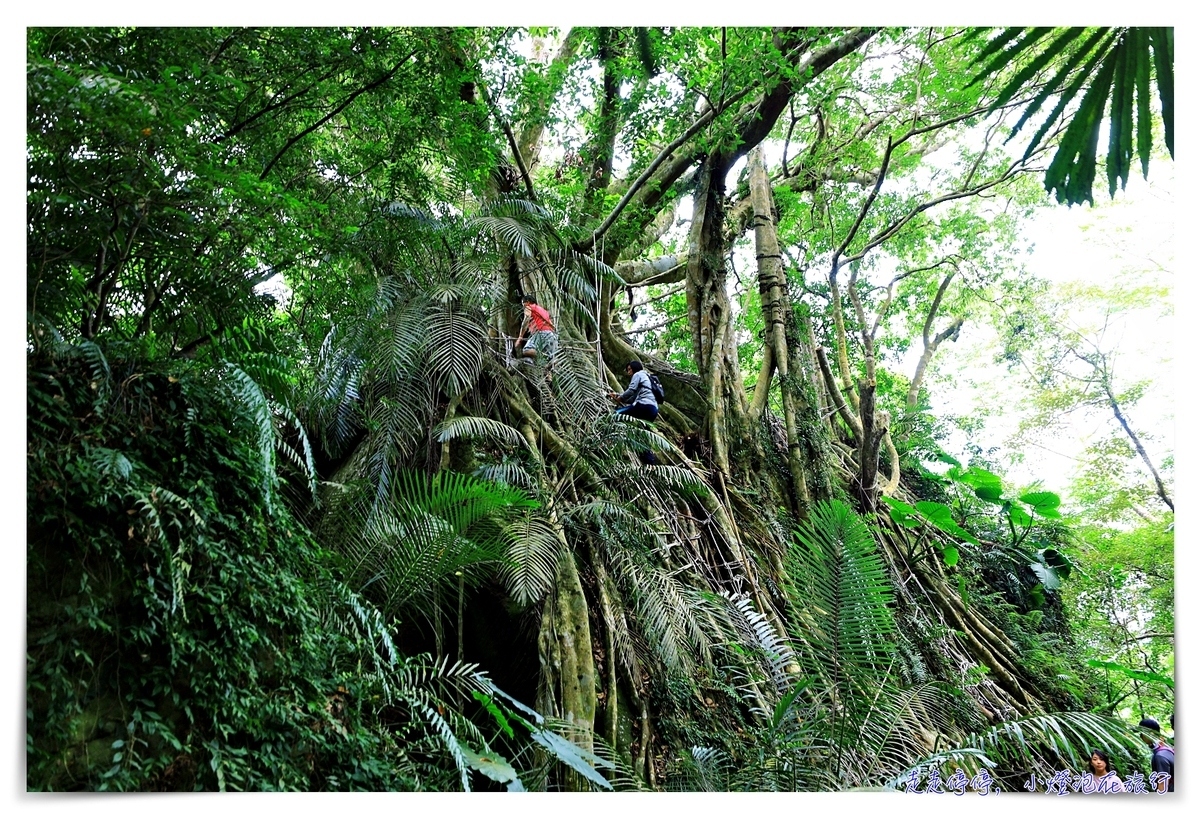 鸞山森林文化博物館，深入布農族鸞山部落｜探訪阿凡達的原鄉、會走路的樹、預約方式、交通、費用、行前須知、一場讓人感動的守護使命