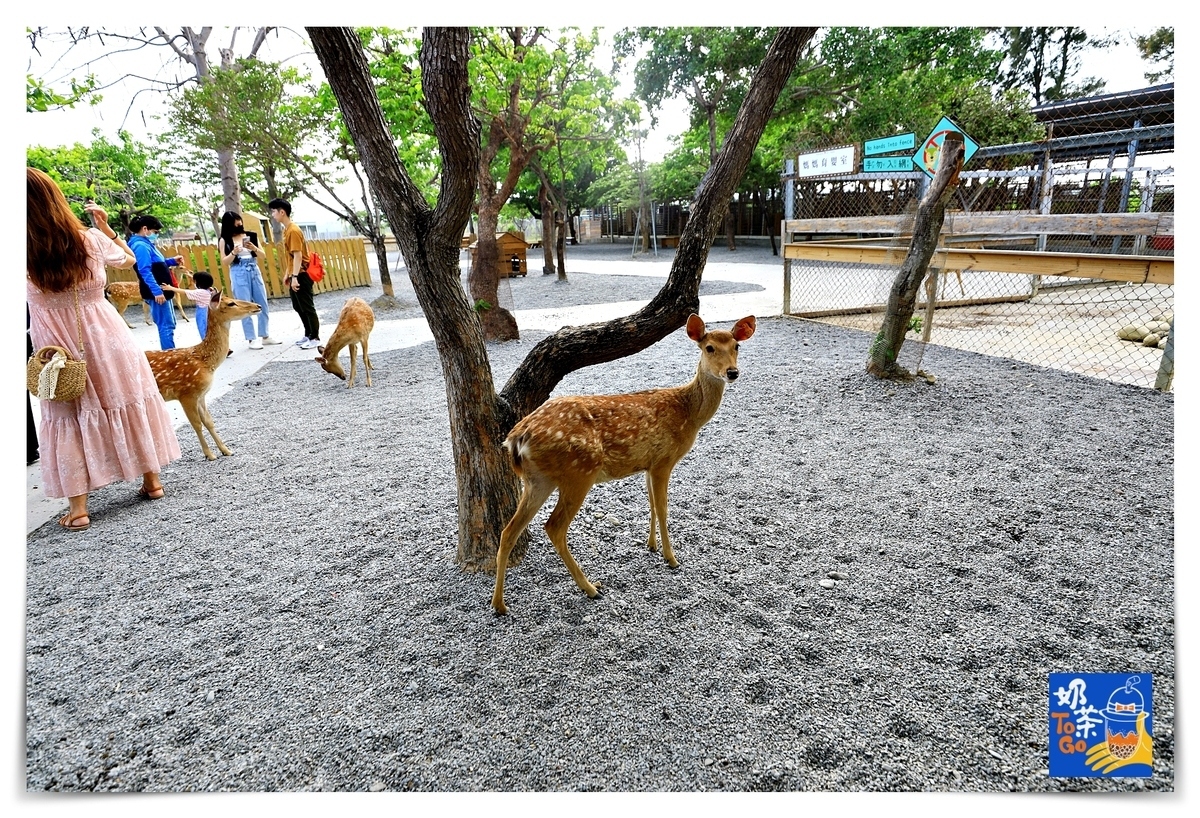 鹿境｜墾丁版奈良場景，讓孩子親近動物、學習與小鹿和平相處～