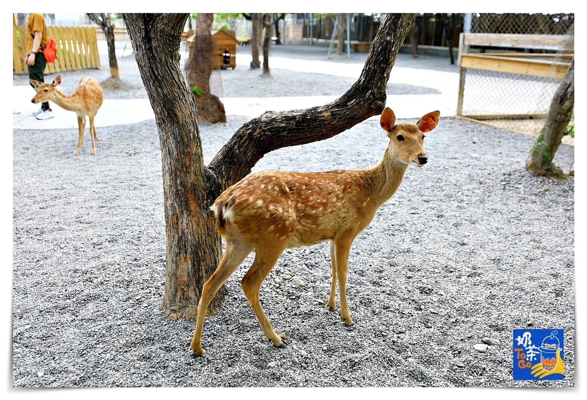 鹿境｜墾丁版奈良場景，讓孩子親近動物、學習與小鹿和平相處～