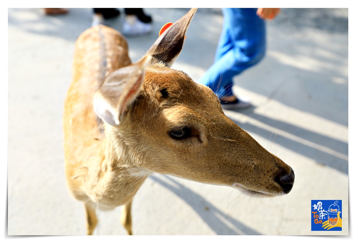 鹿境｜墾丁版奈良場景，讓孩子親近動物、學習與小鹿和平相處～