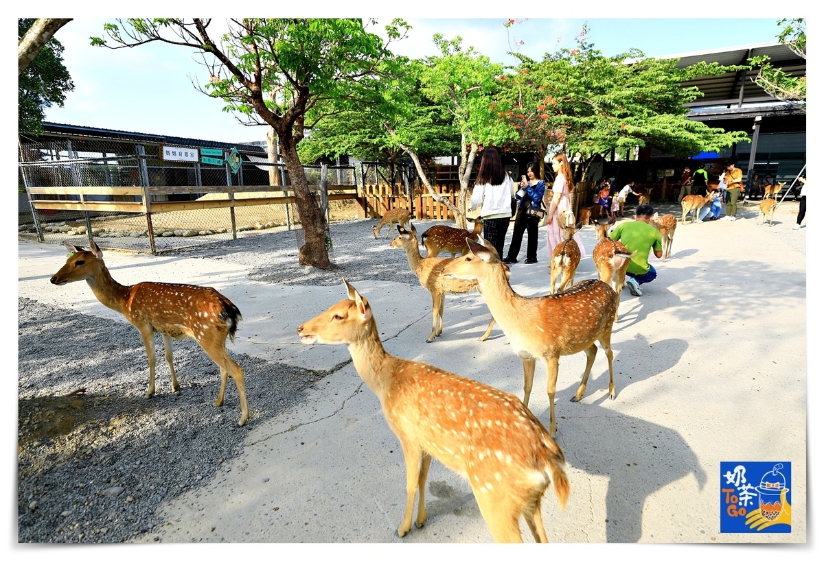 鹿境｜墾丁版奈良場景，讓孩子親近動物、學習與小鹿和平相處～