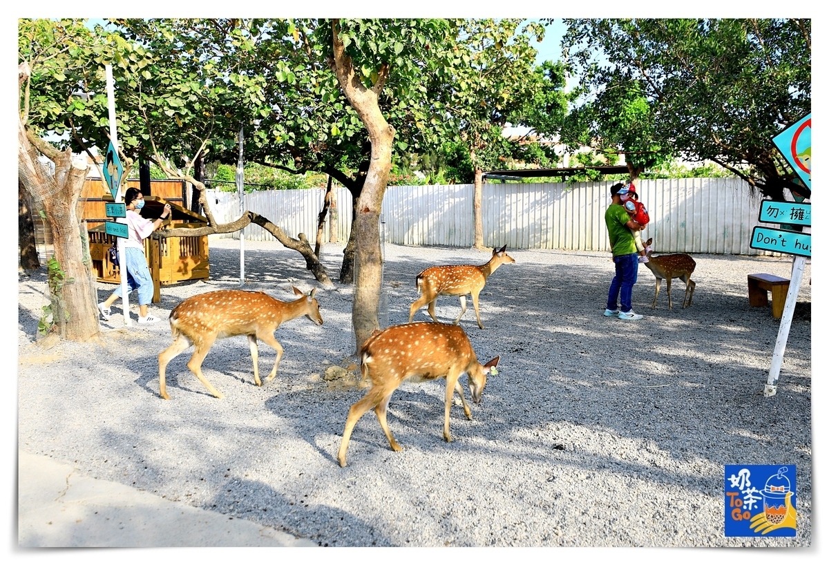 鹿境｜墾丁版奈良場景，讓孩子親近動物、學習與小鹿和平相處～