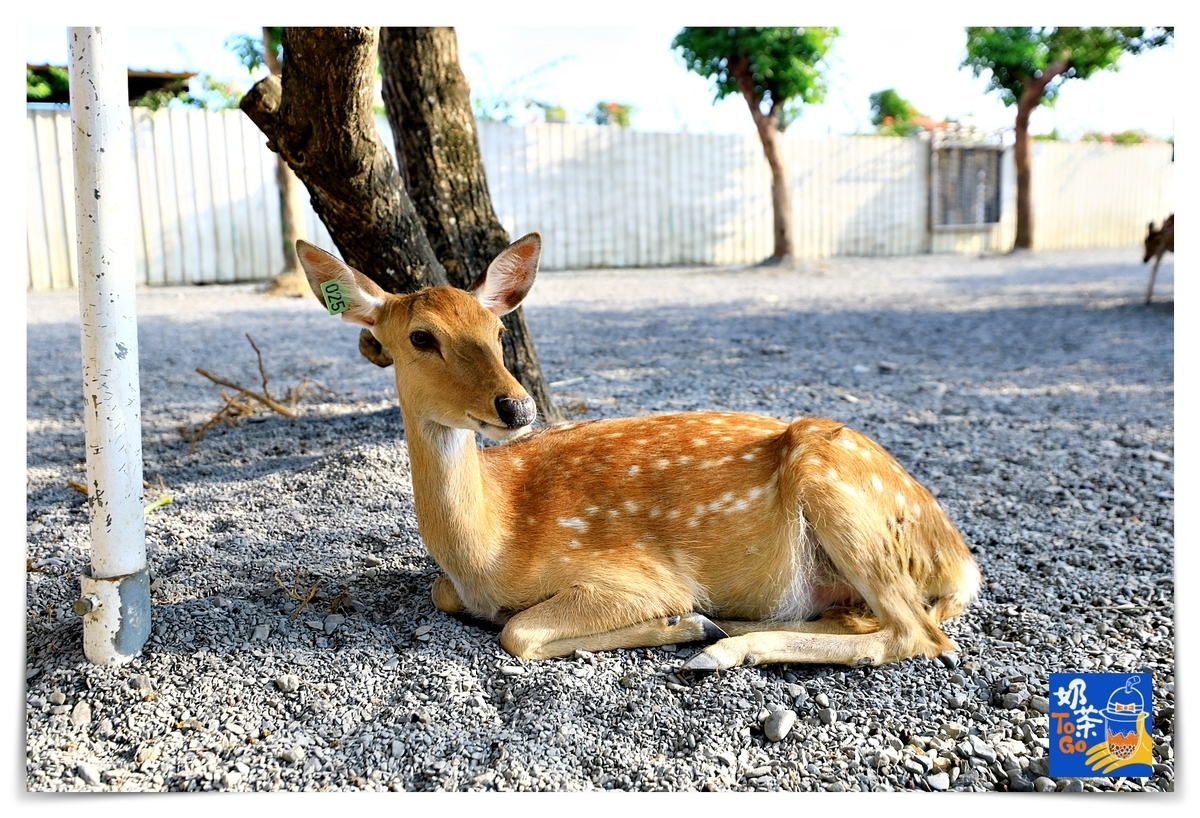 鹿境｜墾丁版奈良場景，讓孩子親近動物、學習與小鹿和平相處～