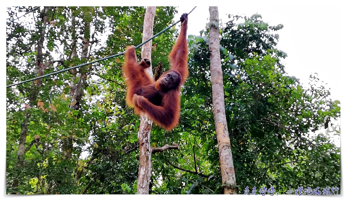 馬來西亞。古晉｜實蒙谷野生動物保育中心Semenggoh Wildlife Centre ｜紅毛猩猩的復育天堂