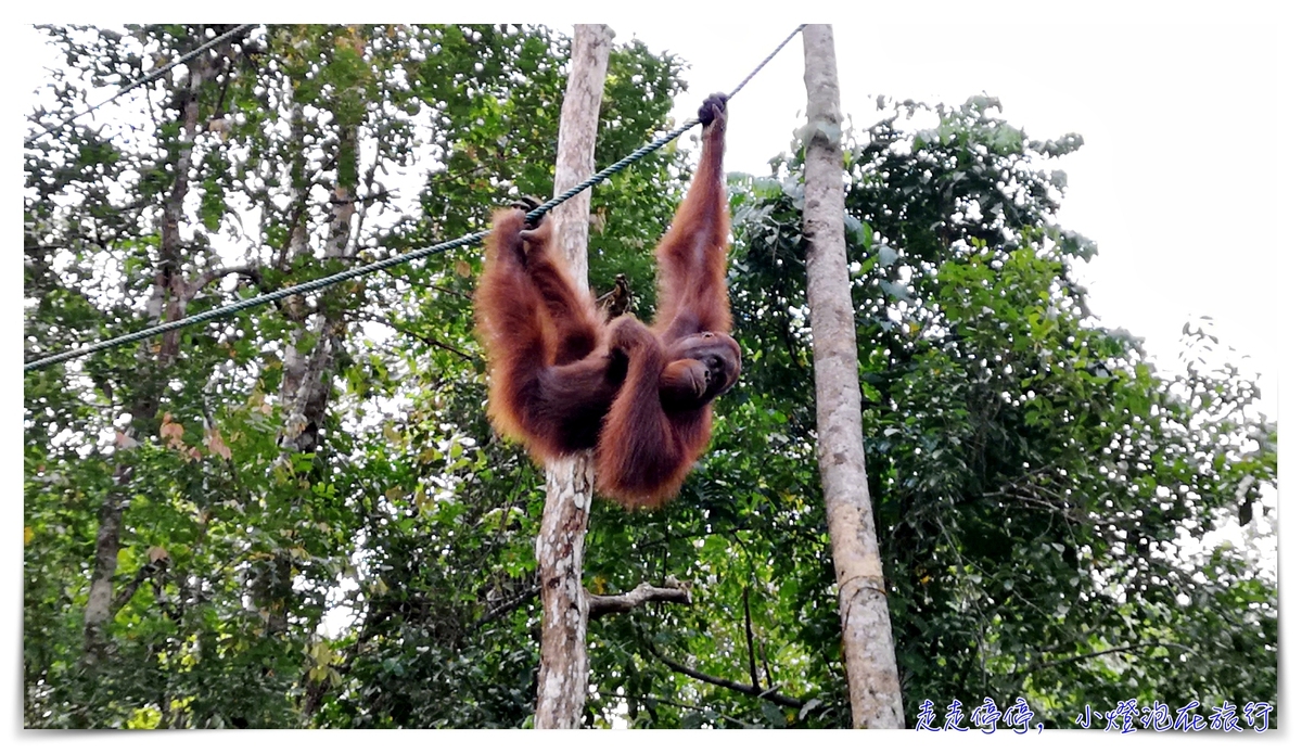 馬來西亞。古晉｜實蒙谷野生動物保育中心Semenggoh Wildlife Centre ｜紅毛猩猩的復育天堂