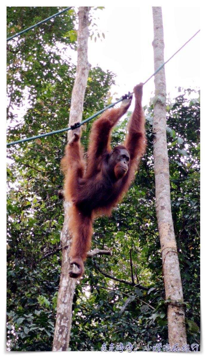 馬來西亞。古晉｜實蒙谷野生動物保育中心Semenggoh Wildlife Centre ｜紅毛猩猩的復育天堂