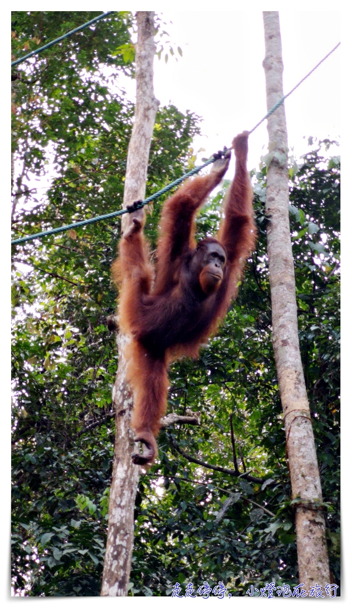 馬來西亞。古晉｜實蒙谷野生動物保育中心Semenggoh Wildlife Centre ｜紅毛猩猩的復育天堂