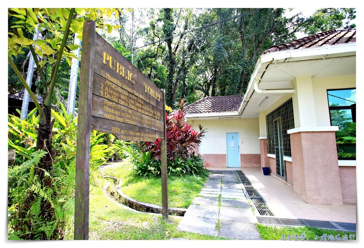 馬來西亞。古晉｜實蒙谷野生動物保育中心Semenggoh Wildlife Centre ｜紅毛猩猩的復育天堂