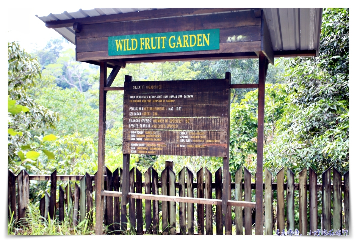 馬來西亞。古晉｜實蒙谷野生動物保育中心Semenggoh Wildlife Centre ｜紅毛猩猩的復育天堂