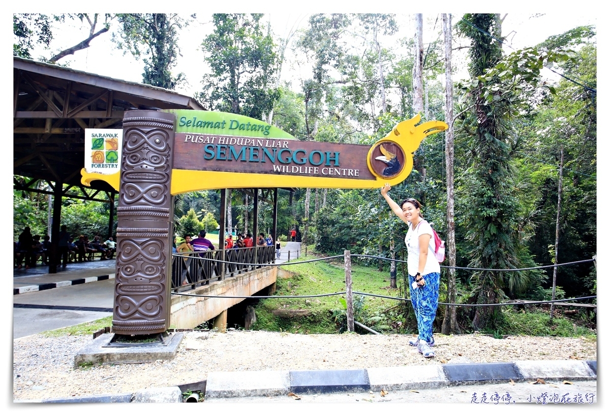 馬來西亞。古晉｜實蒙谷野生動物保育中心Semenggoh Wildlife Centre ｜紅毛猩猩的復育天堂