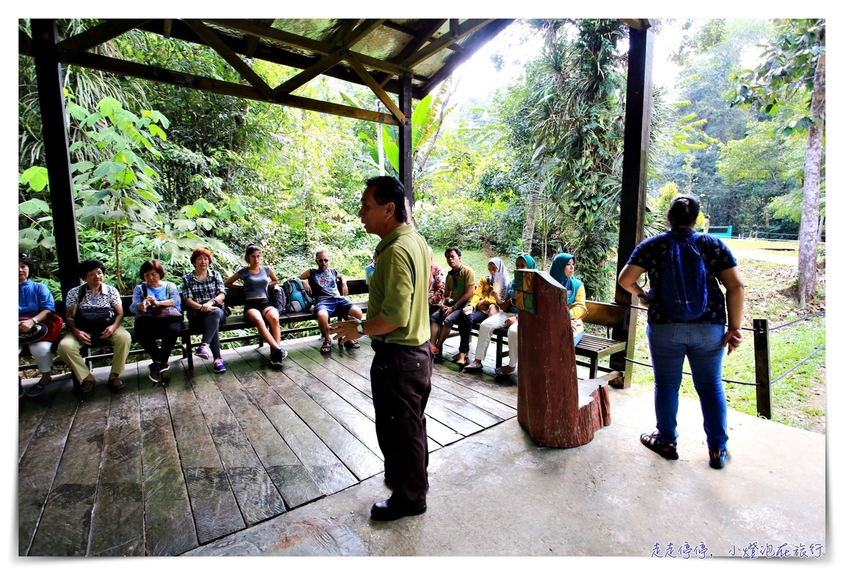 馬來西亞。古晉｜實蒙谷野生動物保育中心Semenggoh Wildlife Centre ｜紅毛猩猩的復育天堂